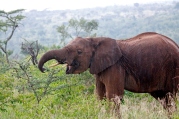 An elephant prepares to chow down on Acacia drepanolobium
