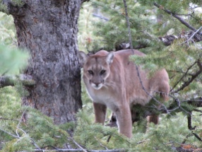 An adult female cougar, held in a tree by baying hounds, during capture efforts. Photograph by Mark Elbroch / Panthera.