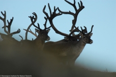 The herd from Forollhogna National Park, central Norway, is well-known for its large bucks with their magnificent antlers. Photo: Olav Strand, NINA.