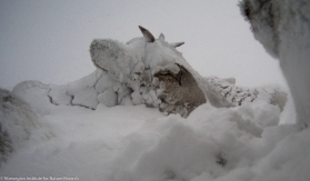 During the frequent snow storms reindeer gather in tight groups, lie down, and let the snow cover them to provide additional insulation. Photo: wild reindeer.