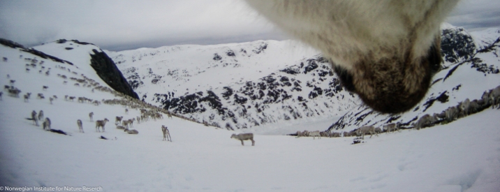 In Hardangervidda National Park, herd size can count up to several thousand reindeer. Here the herd is migrating towards the calving ground. Photo: wild reindeer.
