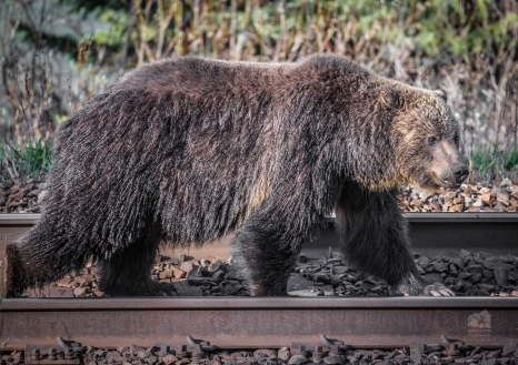 Grizzly bear walking down railroad tracks. Railway collisions are an substantial portion of grizzly bear mortalities in some regions. Especially where a food incentive for bears exist on or near the tracks. Photo taken by Darryn Epp in the Alberta Rockies.