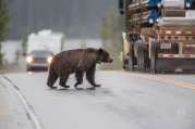 After entering the highway, this grizzly bear finds itself amongst busy traffic. Collisions with cars are a significant portion of grizzly bear mortality in the Trap area, and beyond. Photo taken by Darryn Epp in the Alberta Rockies.