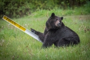 Grizzly bear leaning up against pipeline sign. Photo taken by Darryn Epp in the Alberta Rockies.
