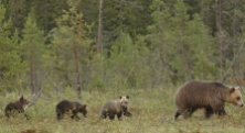The authors explored detailed spatiotemporal effects of male hunting on juvenile survival in brown bears, a species with sexually selected infanticide. The distribution of kills might be more important for juvenile survival than the number of males killed. Thus, reducing harvest intensity might not always increase population growth. Gosselin et al. https://dx.doi.org/10.1111/1365-2656.12576