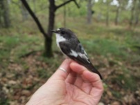 Light-level geolocators revealed that African departure rather than migration speed determines variation in spring arrival in Dutch pied flycatchers. This implies that advancements in spring arrival to respond to environmental change at the breeding grounds require changes in spring departure from Africa, with little opportunity for faster migration. Ouwehand & Both. https://dx.doi.org/10.1111/1365-2656.12599