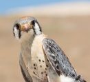 American kestrels, inhabiting a mosaic of habitats, nested earlier in response to earlier prey availability in agriculture, but not wildlands. Prey in agriculture were earlier because farmers planted crops earlier following warmer winters. This suggests an association between human adaptation to climate change and shifts in breeding phenology of wildlife. Smith et al. https://dx.doi.org/10.1111/1365-2656.12604