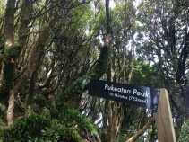 The way to Pukeatua Peak, Maungatautari’s second highest peak (photo credit: Leila Walker)
