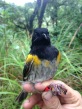 A handsome male hihi with his colourful new rings (photo credit: Leila Walker)