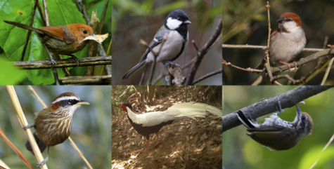 Functional and phylogenetic structure of island bird communities. Xingfeng Si et al. http://doi.org/10.1111/1365-2656.12650