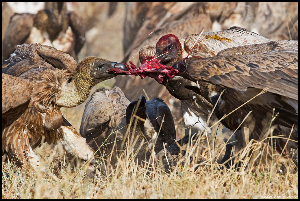High Society – The social network of vultures – Animal Ecology in Focus