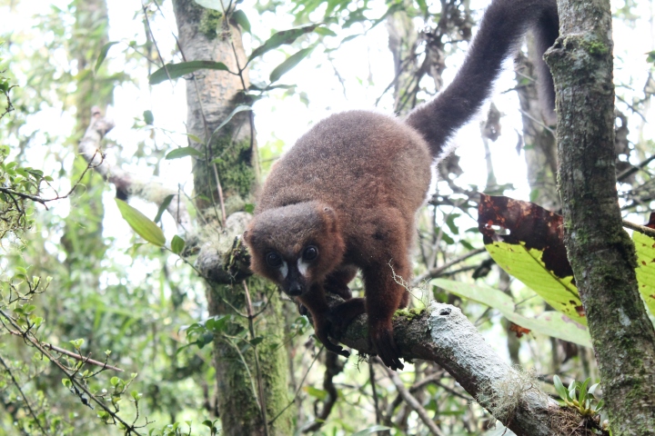 Red-bellied lemur - Copyright Avery Lane, Washington State University (2)