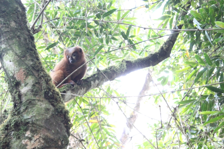 Red-bellied lemur - Copyright Avery Lane, Washington State University