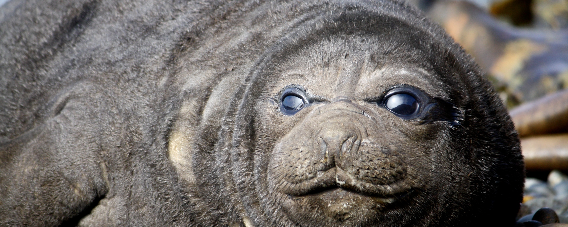 Elephant Seal Fact Sheet, Blog, Nature