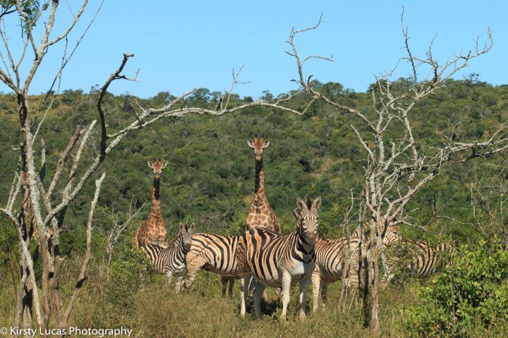Zebra and giraffe - walking safari