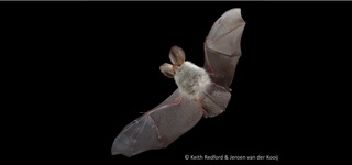 The “small bat in summer” model