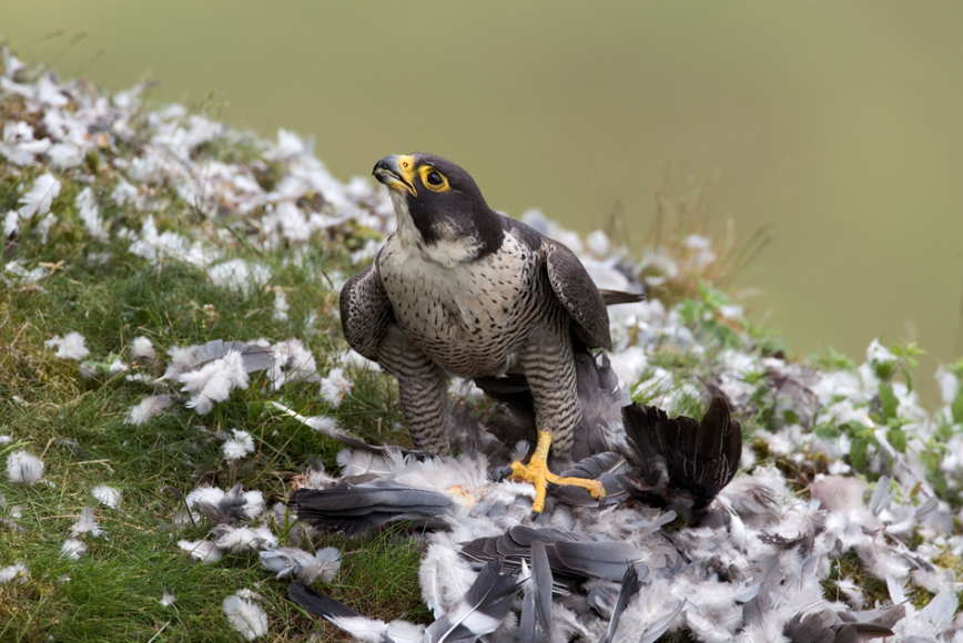 Reproductive Performance of Peregrine Falcons in southern Scotland Relative to the Use of Organochlorine Pesticides, 1946-2021