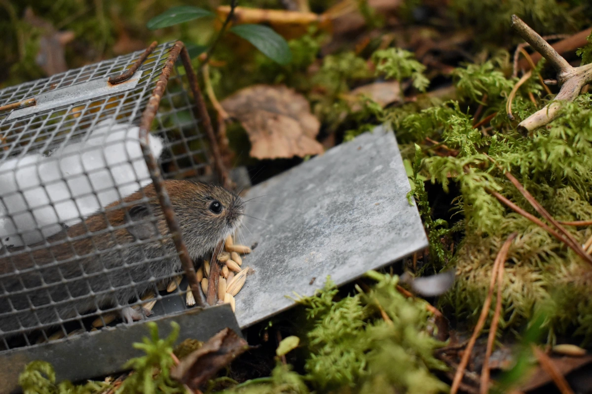 Voles in space: food resources and intestinal parasites impact spatial behaviour in wild rodents